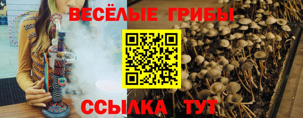 Псилоцибиновые грибы Cubensis Азов
